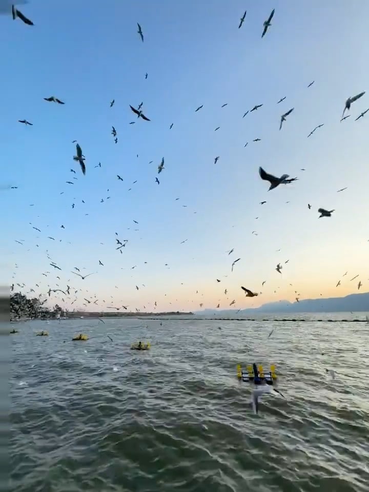 傍晚湖边被海鸥追着飞，连相机都来不及对焦 🐦